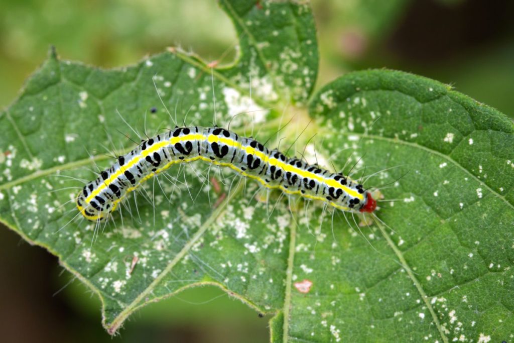 Comment faire pour traiter une invasion de pyrales du buis